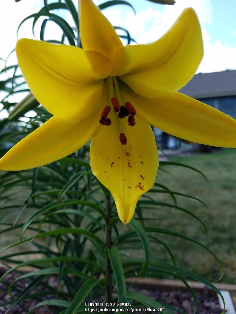 Photo of Lily (Lilium Golden Splendor) uploaded by Nhra_20