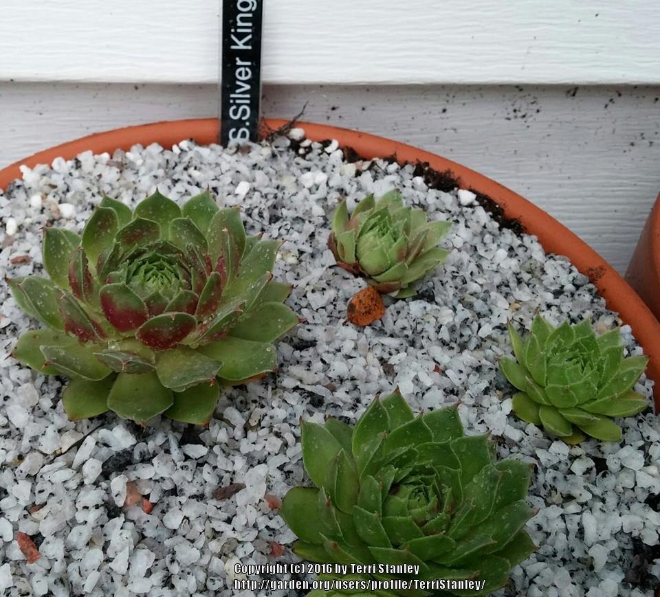 Photo of Hen and Chicks (Sempervivum 'Silver King') uploaded by TerriStanley