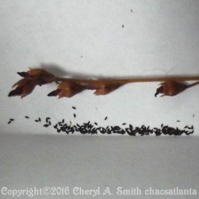Photo of Sundew (Drosera spatulata) uploaded by chaosatlanta