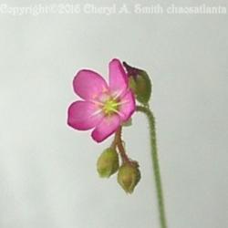
Drosera Spatulata Flower.  Self-pollinating flowers bloom one at 