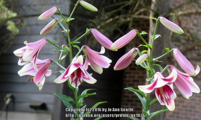 Photo of Lily (Lilium 'Friso') uploaded by ge1836