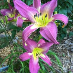 Location: My zone 5 garden
Date: 2016-07-15
The cooler weather really brings out the eyes of my daylilies.