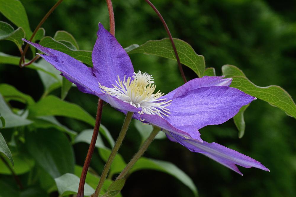 Photo of Clematis 'H.F. Young' uploaded by marsrover