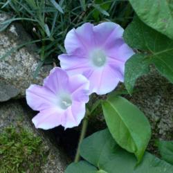 Location: my garden
Date: 2007-08-18
Japanese Morning Glory (Ipomoea nil 'Kawaii' dwarf pale pink pico