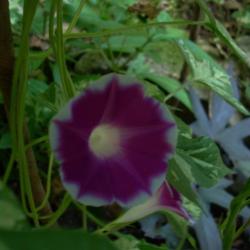 Location: my garden
Date: 2007-08-31
Ipomoea nil 'Minibar Rose'