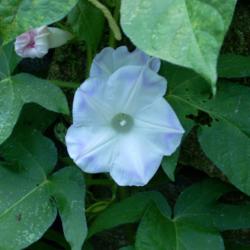 Location: my garden
Date: 2007-08-18
Japanese Morning Glory (Ipomoea nil 'Kawaii' dwarf lavender silk