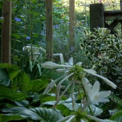 Location: my garden
Date: 2008-07-08
Caryopteris incana at entrance to the morning glory garden
