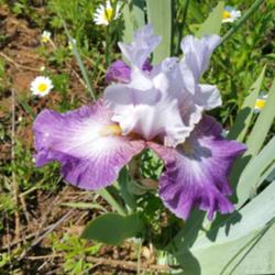 Location: Thelma's Iris Garden Winston-Salem, NC
Date: 2016-05-07