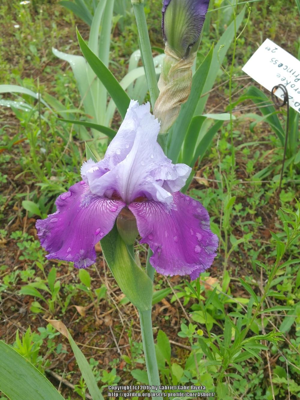 Photo of Tall Bearded Iris (Iris 'Cherokee Princess') uploaded by Cuzz4short