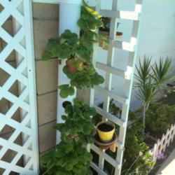 PVC Pipe Strawberry Tower