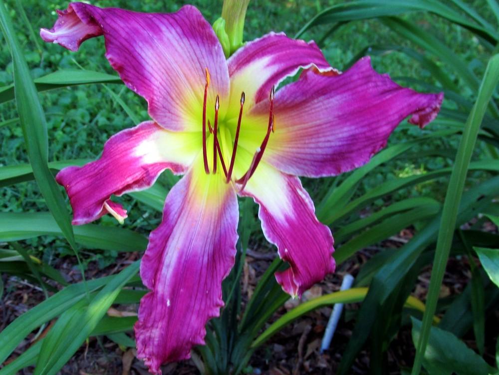 Photo of Daylily (Hemerocallis 'Lots of Laughter') uploaded by LarryR
