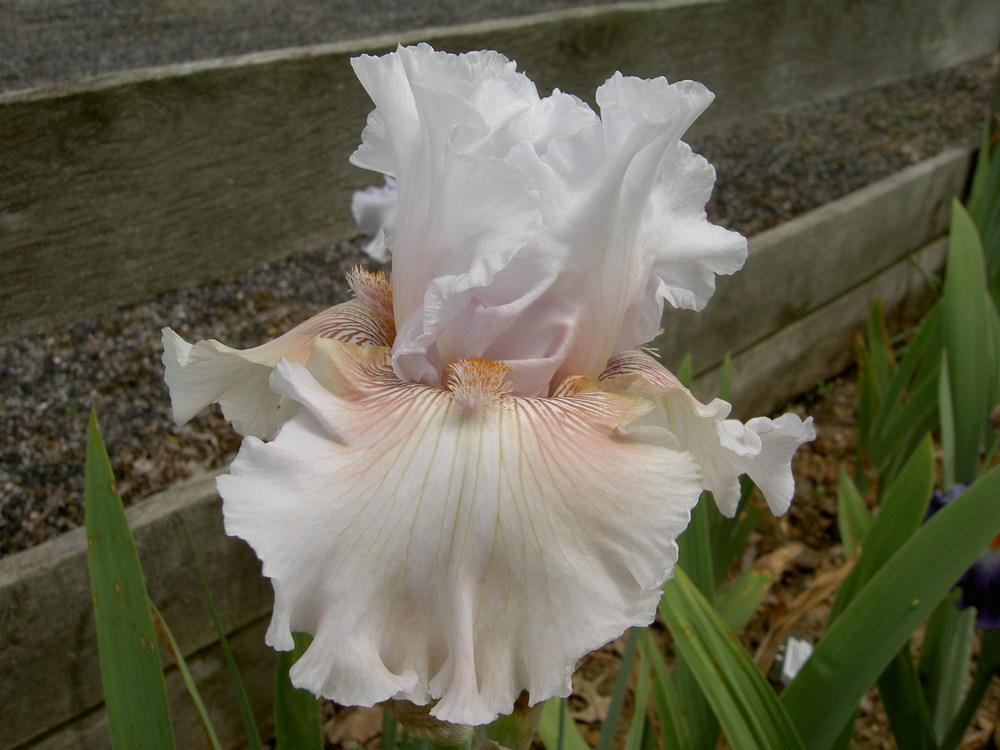 Photo of Tall Bearded Iris (Iris 'Ask a Lady') uploaded by Muddymitts
