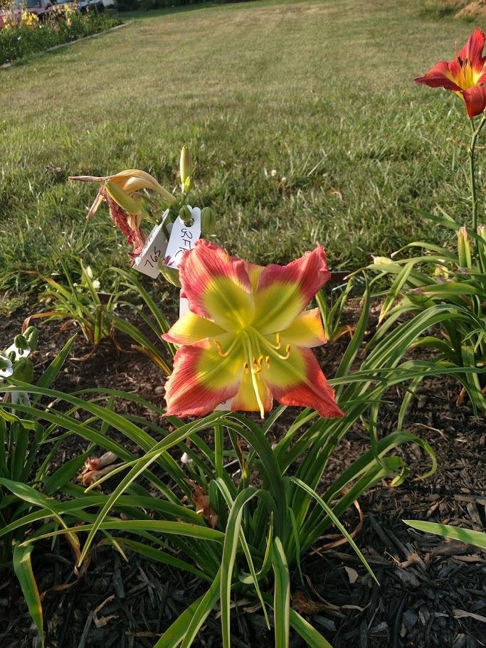 Photo of Daylily (Hemerocallis 'Search for Green Pastures') uploaded by Nysbadmk8