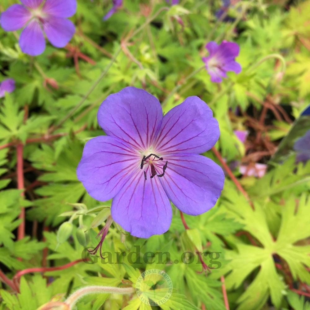 Photo of Hardy Geranium (Geranium Blue Sunrise) uploaded by Patty