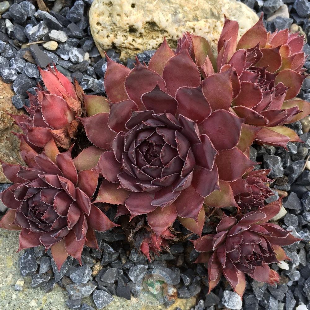 Photo of Hen and Chicks (Sempervivum 'Pacific Purple Shadows') uploaded by Patty