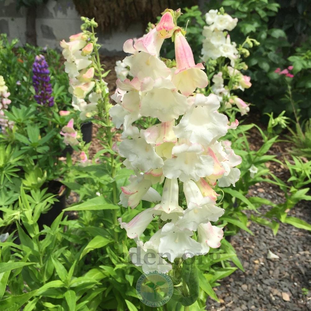 Photo of Penstemon 'Apple Blossom' uploaded by Patty