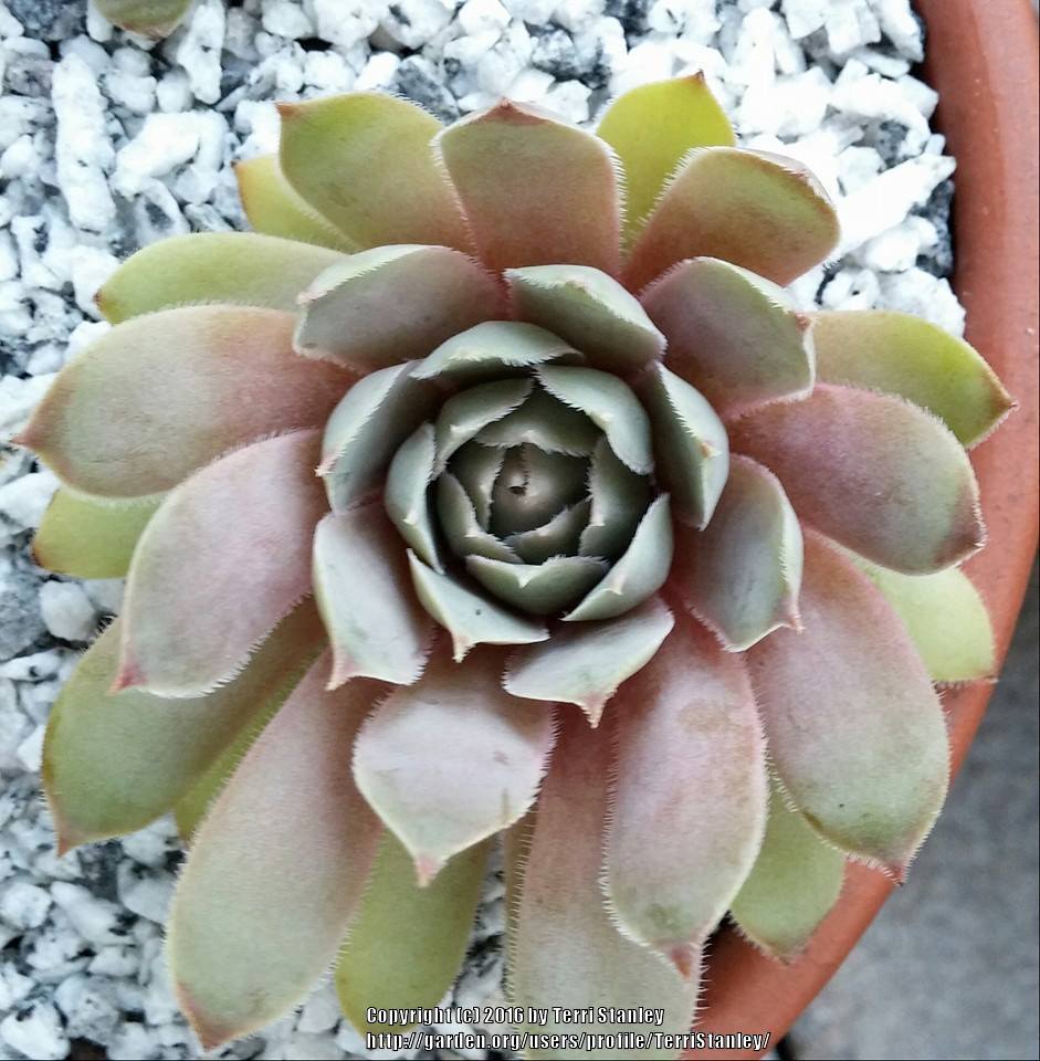 Photo of Hen and Chick (Sempervivum 'Cockoo') uploaded by TerriStanley