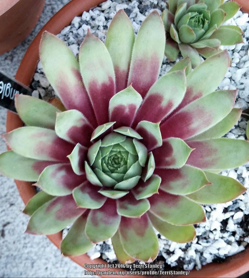 Photo of Hen and Chicks (Sempervivum 'Jungle Fires') uploaded by TerriStanley