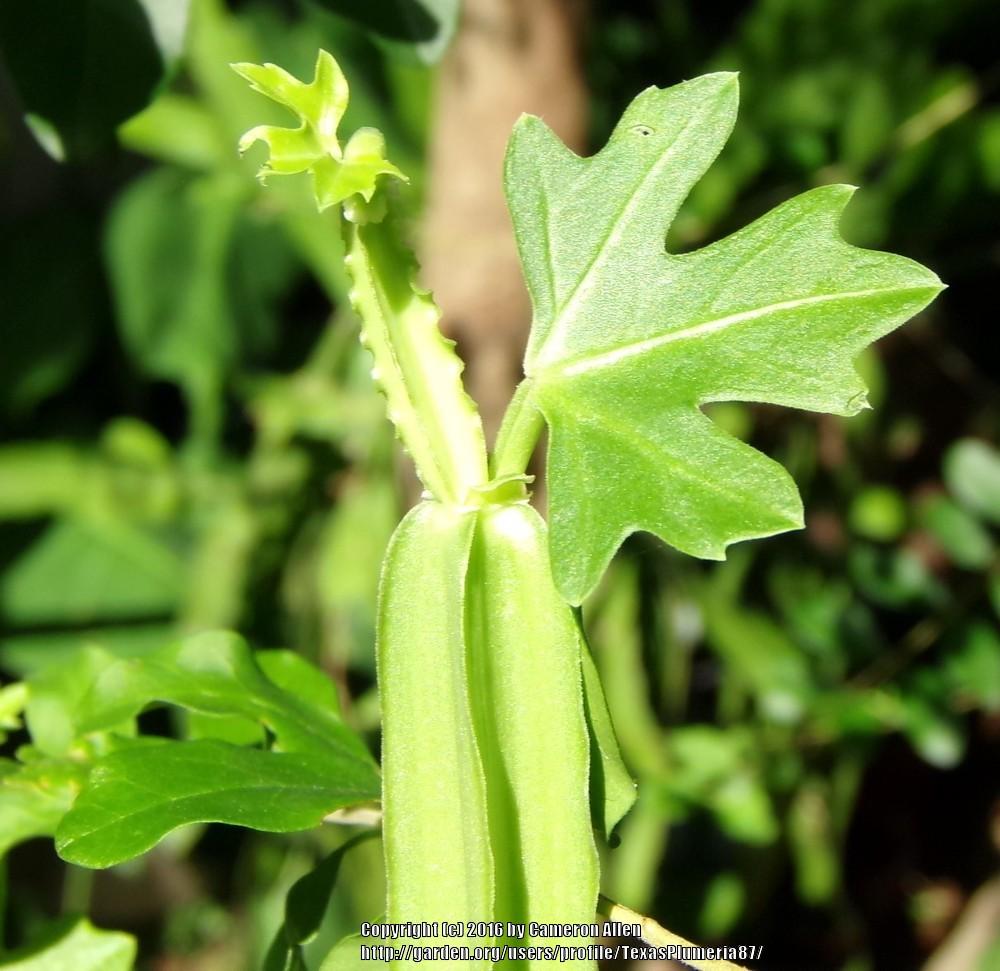 Photo of Veldt Grape (Cissus quadrangularis) uploaded by TexasPlumeria87