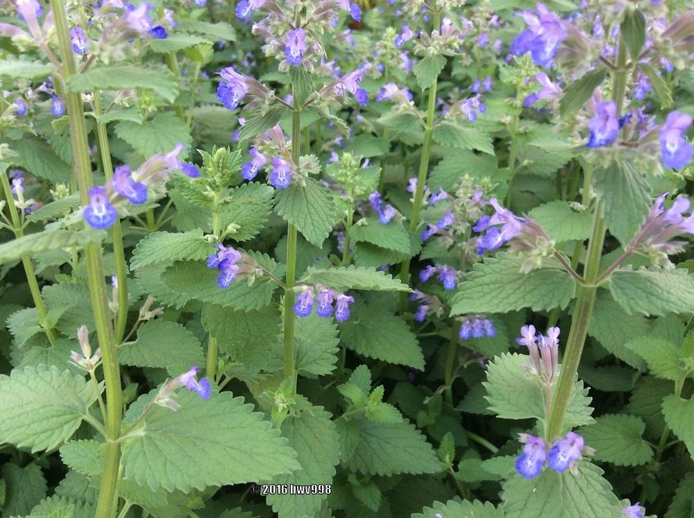 Photo of Catmints (Nepeta) uploaded by bwv998