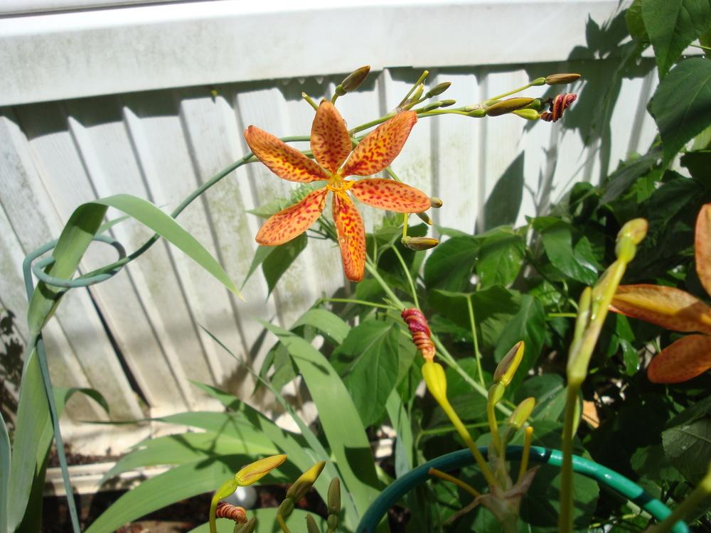 Photo of Species Iris (Iris domestica 'Freckle Face') uploaded by sandradort