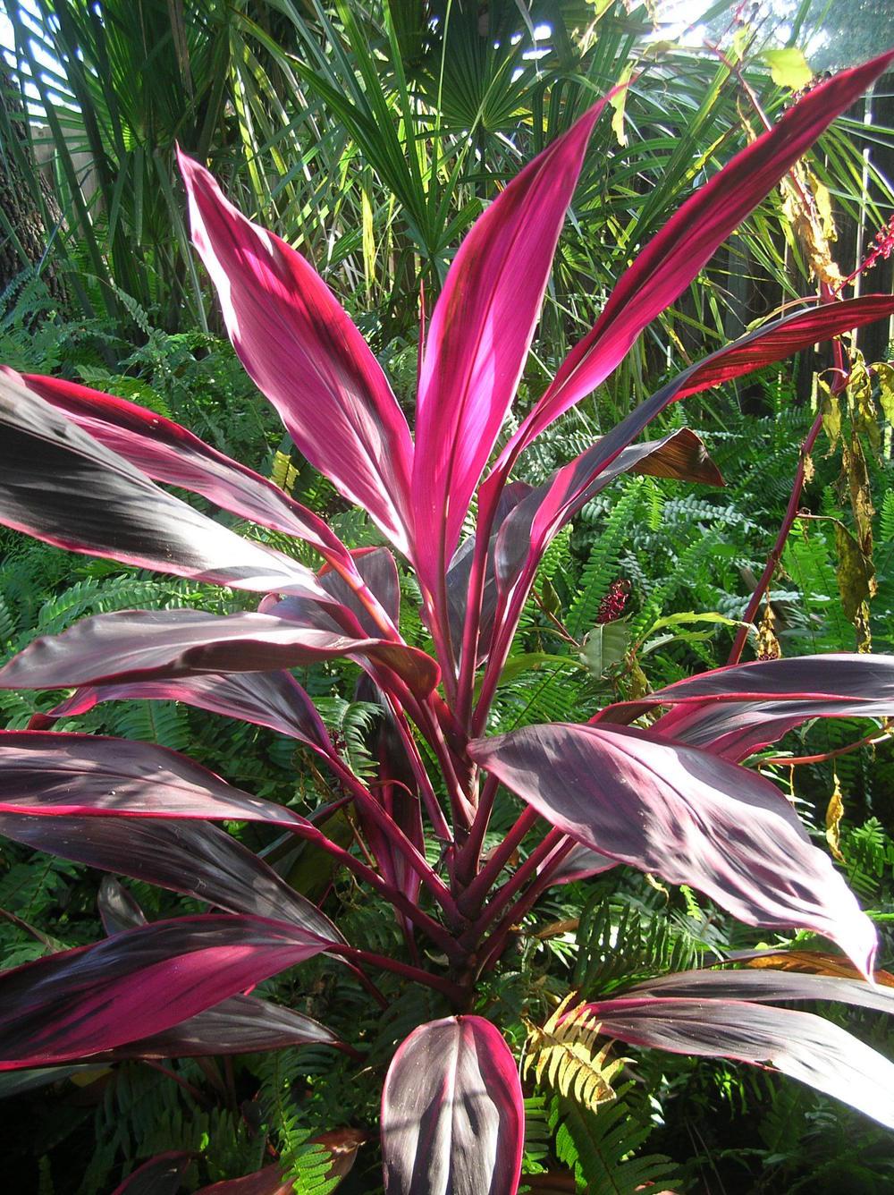 Photo of Ti Plant (Cordyline fruticosa 'Red Sister') uploaded by sunkissed