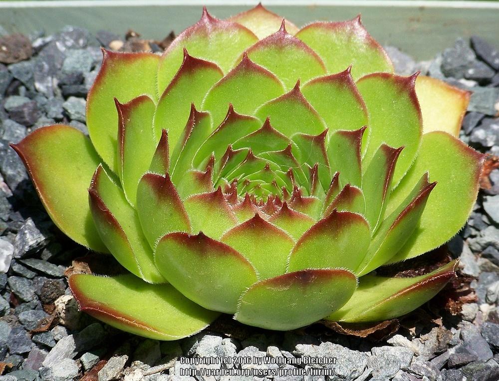 Photo of Hen and Chicks (Sempervivum 'Brand New Style') uploaded by turini