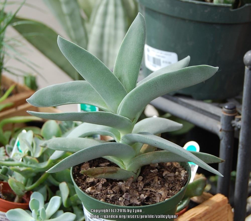 Photo of Propeller Plant (Crassula perfoliata var. falcata) uploaded by valleylynn