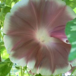 Location: my garden
Date: 2007-08-28
Ipomoea nil 'Chocolate Rose Silk' - came as Rose Silk-Shimmer