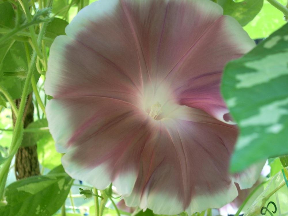 Photo of Morning Glory (Ipomoea 'Chocolate Silk') uploaded by Bluespiral