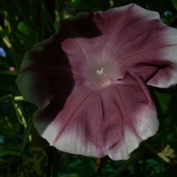 Location: my garden
Date: 2007-08-31
Ipomoea nil 'Rose Silk" (came as RS/'Almost Solid')