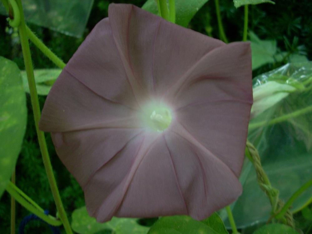 Photo of Japanese Morning Glory (Ipomoea nil 'Solid Chocolate') uploaded by Bluespiral
