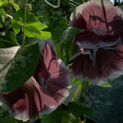 Location: my garden
Date: 2007-08-28
Ipomoea nil 'Chocolate Rose Silk'