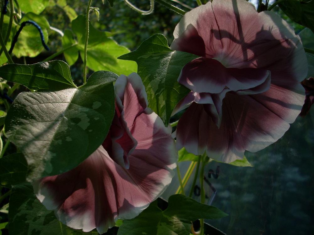 Photo of Morning Glory (Ipomoea 'Chocolate Silk') uploaded by Bluespiral