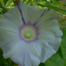 Location: my garden
Ipomoea nil 'Shibori' - This flower pattern appeared later as vin