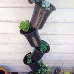Simple, Inexpensive Vertical Gardening