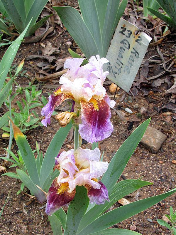 Photo of Tall Bearded Iris (Iris 'Howdy Folks') uploaded by Lestv