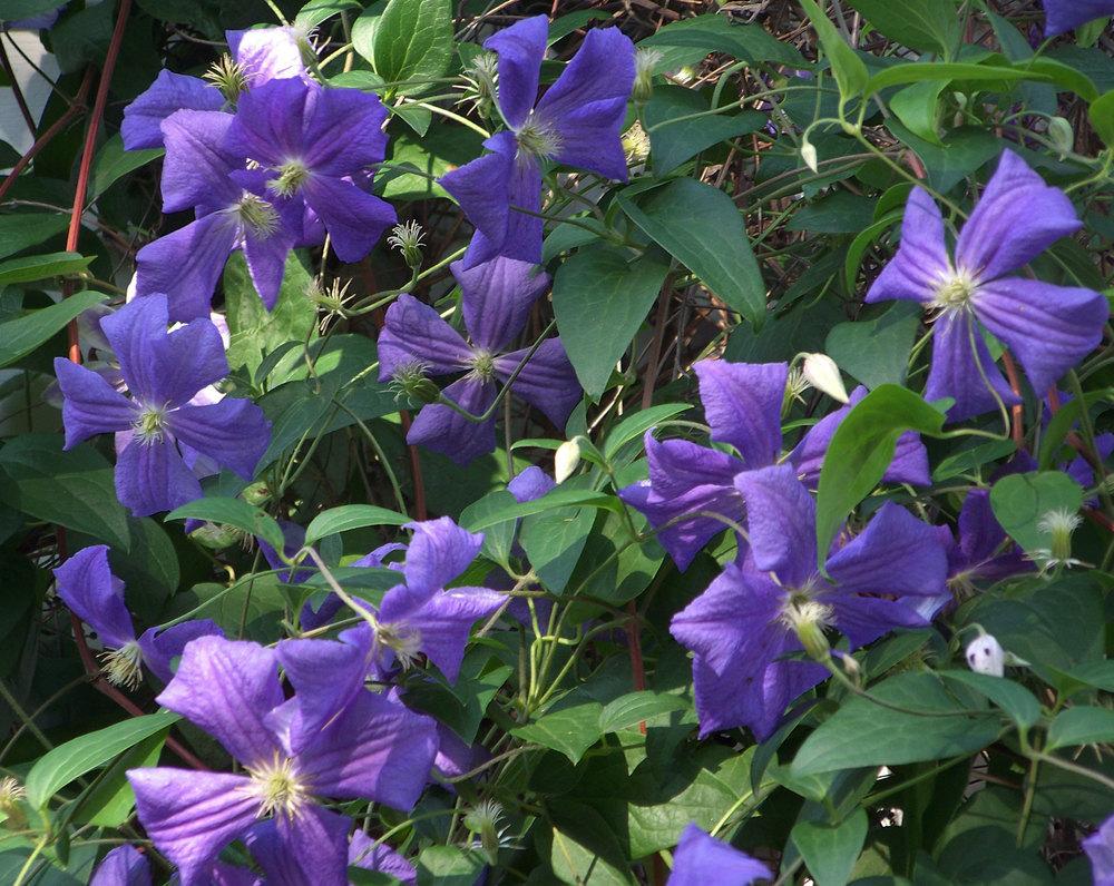 Photo of Clematis 'Perle d'Azur' uploaded by LynNY