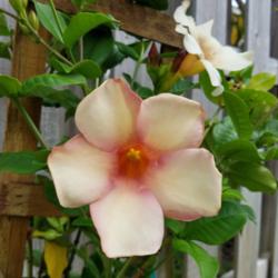 Location: South Florida
Date: 2016-07-17
Chocolate allamanda is more of a pale brown color.