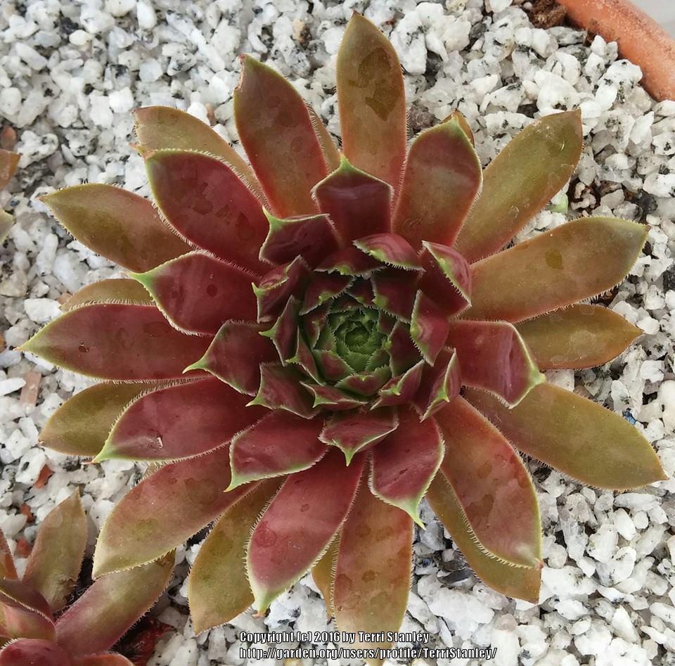 Photo of Hen and Chicks (Sempervivum 'Heart of Darkness') uploaded by TerriStanley