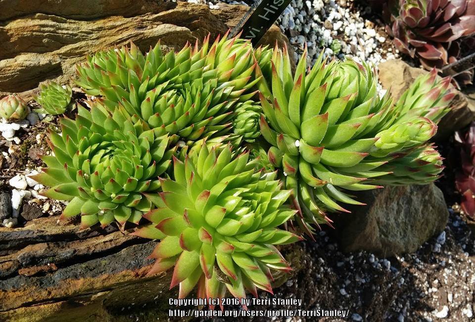 Photo of Rollers (Sempervivum globiferum subsp. hirtum 'Histoni') uploaded by TerriStanley