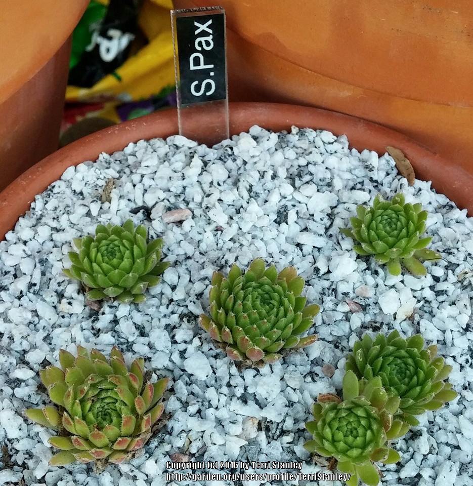 Photo of Hen and Chicks (Sempervivum 'Pax') uploaded by TerriStanley