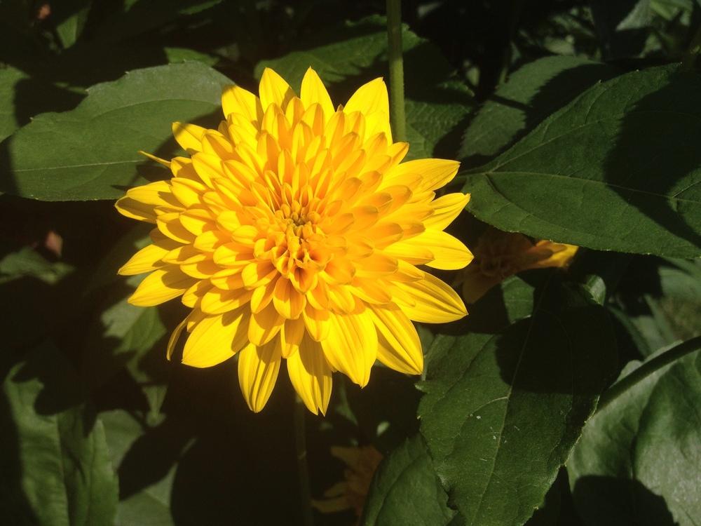 Photo of Sunflower (Helianthus Garden Candy™ Sunshine Daydream) uploaded by cottelpg