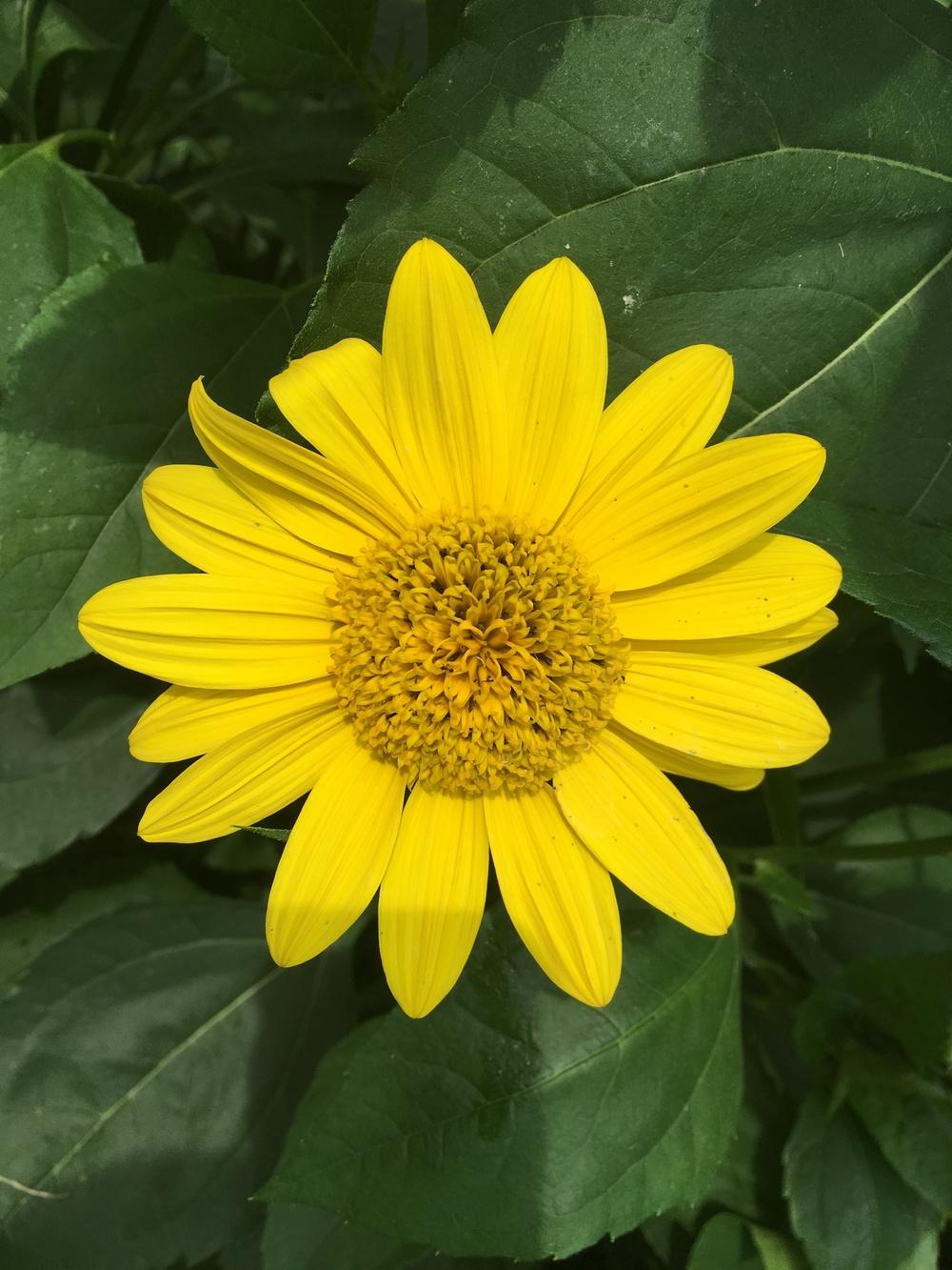 Photo of Thin-leaved Sunflower (Helianthus 'Capenoch Star') uploaded by cottelpg