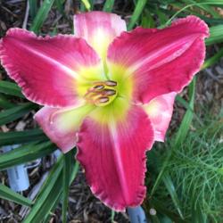 Location: my zone 5 garden
Date: 2016-07-16
There is no sculpting on any of the blooms on my plant, but it is