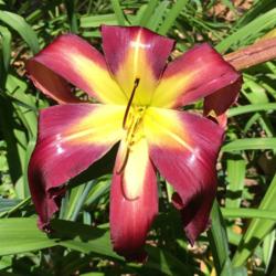 Location: my zone 5 garden
Date: 2016-07-16
I got this one directly from Jamie Gossard as a bonus and it was 