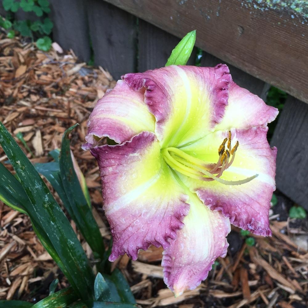Photo of Daylily (Hemerocallis 'Lost in the Toy Store') uploaded by ljb5966
