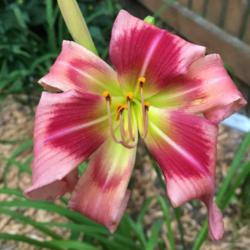 Location: my zone 5 garden
Date: 2016-07-17
1st bloom on a 1 year old plant.