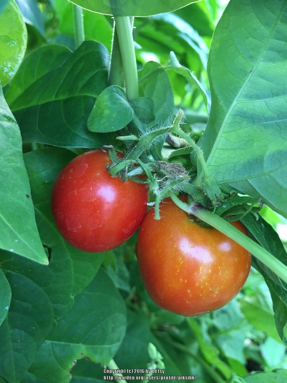 Photo of Tomato (Solanum lycopersicum 'Stupice') uploaded by piksihk