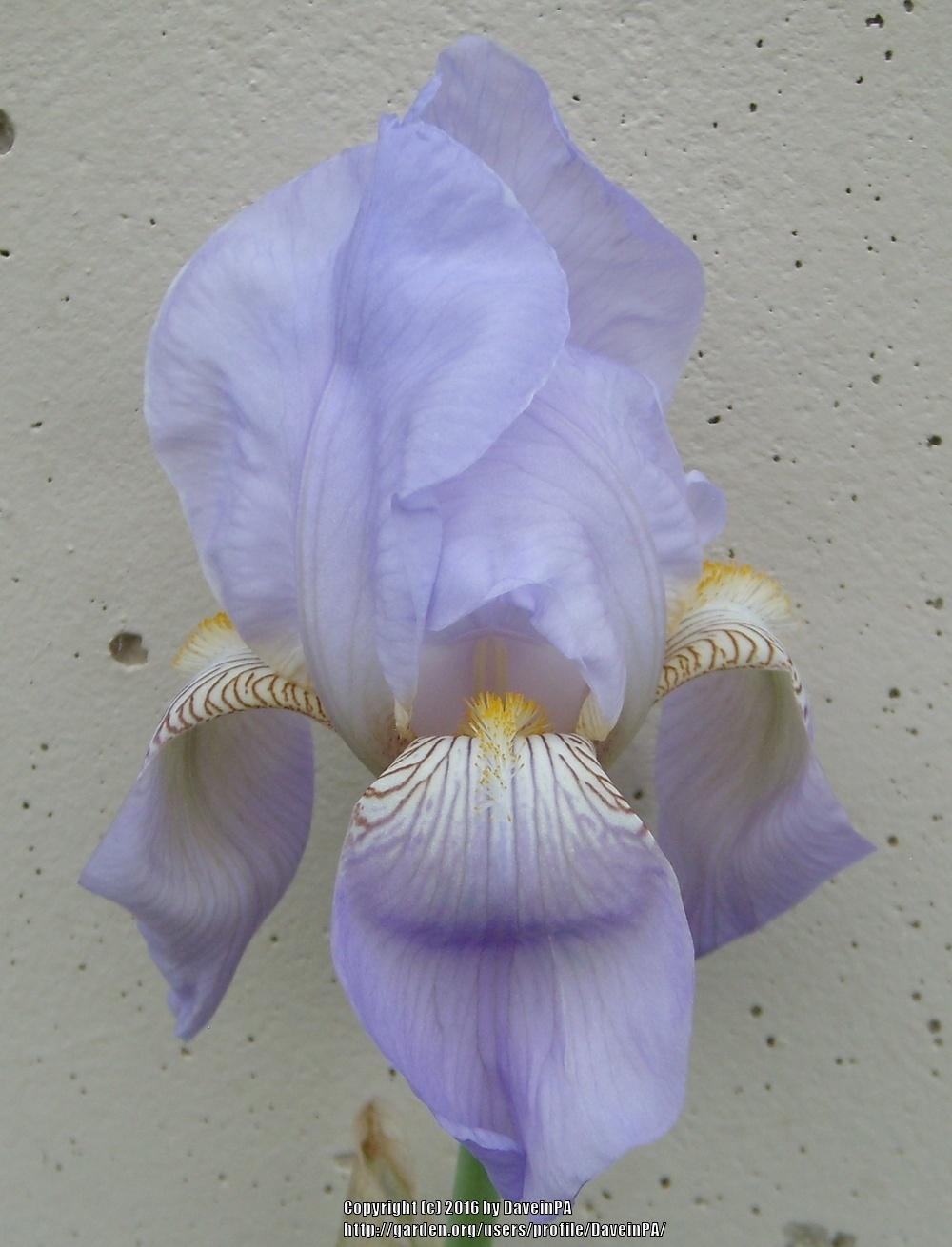 Photo of Tall Bearded Iris (Iris 'Mlle. Schwartz') uploaded by DaveinPA